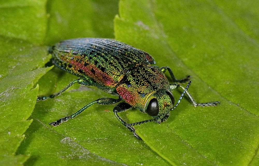 Lamprodila decipiens, Buprestidae